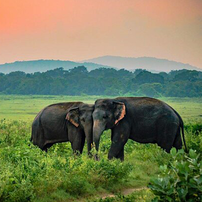 Udawalawe National Park