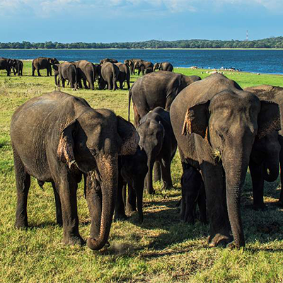 Minneriya Elephant Gathering