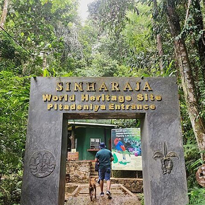 Sinharaja Rainforest