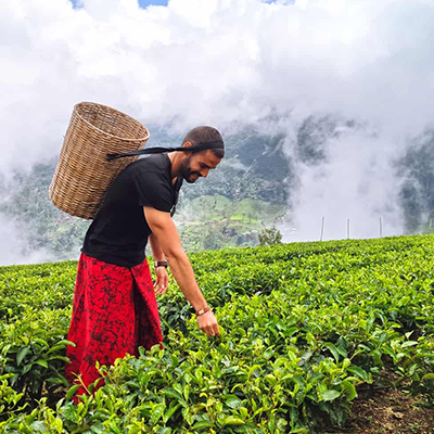 Nuwara Eliya tea estates