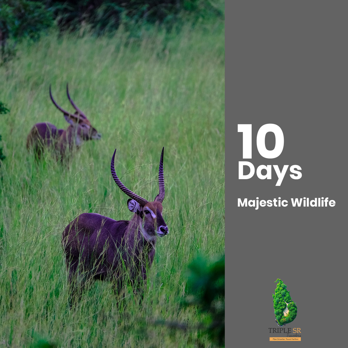 Majestic Wildlife